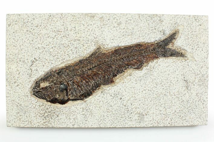 Detailed Fossil Fish (Knightia) with Twig - Large For Species #356799